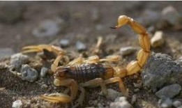 小蝎子大爆料最新,小蝎子大爆料，明星幕后真相大曝光！